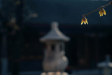 早春逆光下的腊梅