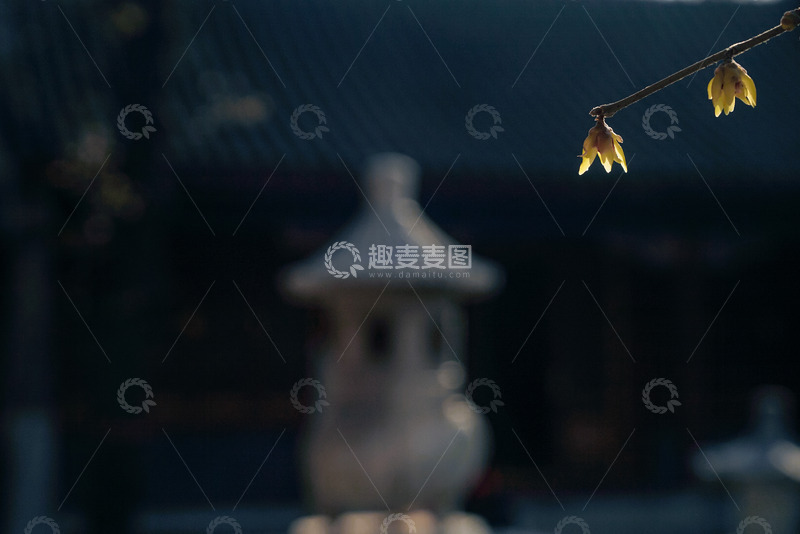 早春逆光下的腊梅