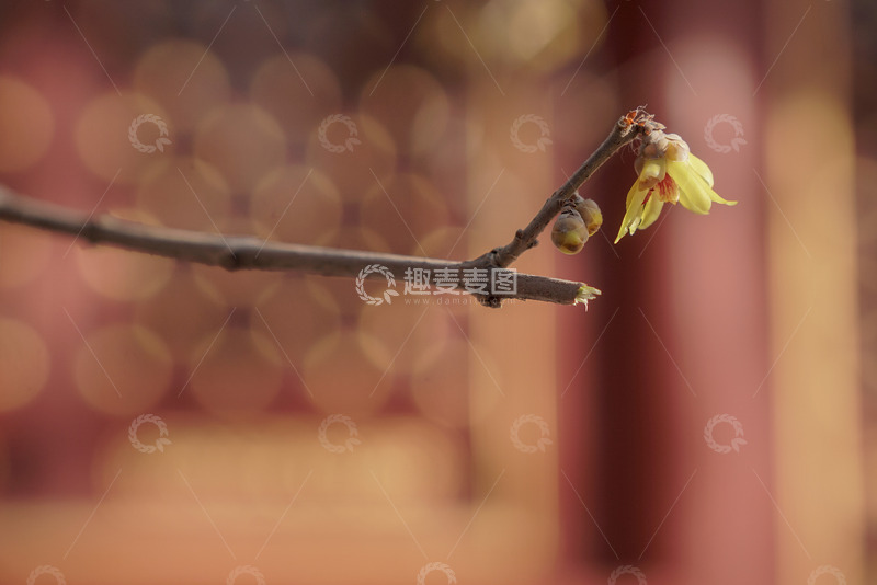 早春腊梅绽放
