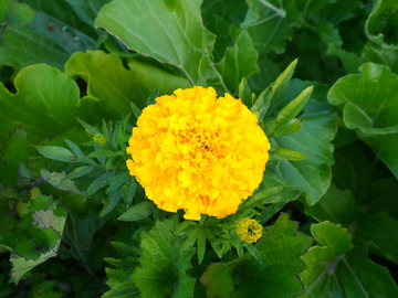 多姿多彩的花卉