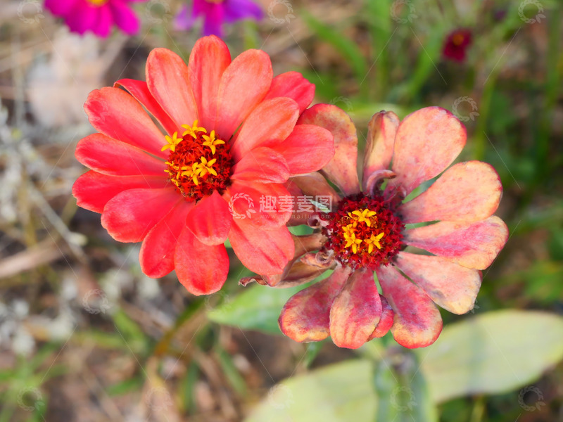 高清大图下载【趣麦麦图】多姿多彩的菊花2