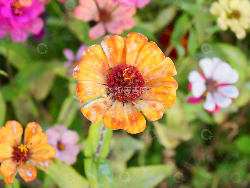 高清大图下载【趣麦麦图】多姿多彩的菊花3