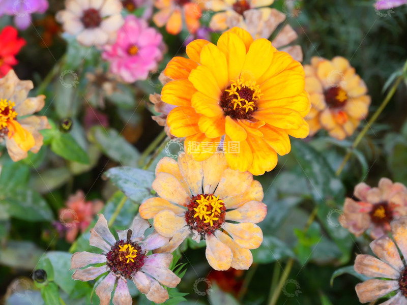 高清大图下载【趣麦麦图】多姿多彩的菊花