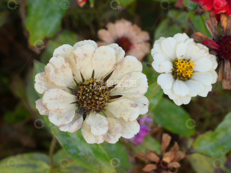 高清大图下载【趣麦麦图】多姿多彩的菊花1