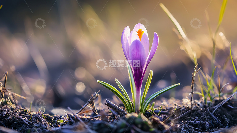 春天的紫色小花