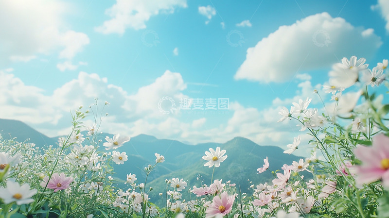 高清大图下载【趣麦麦图】春天花海百花蓝天白云1