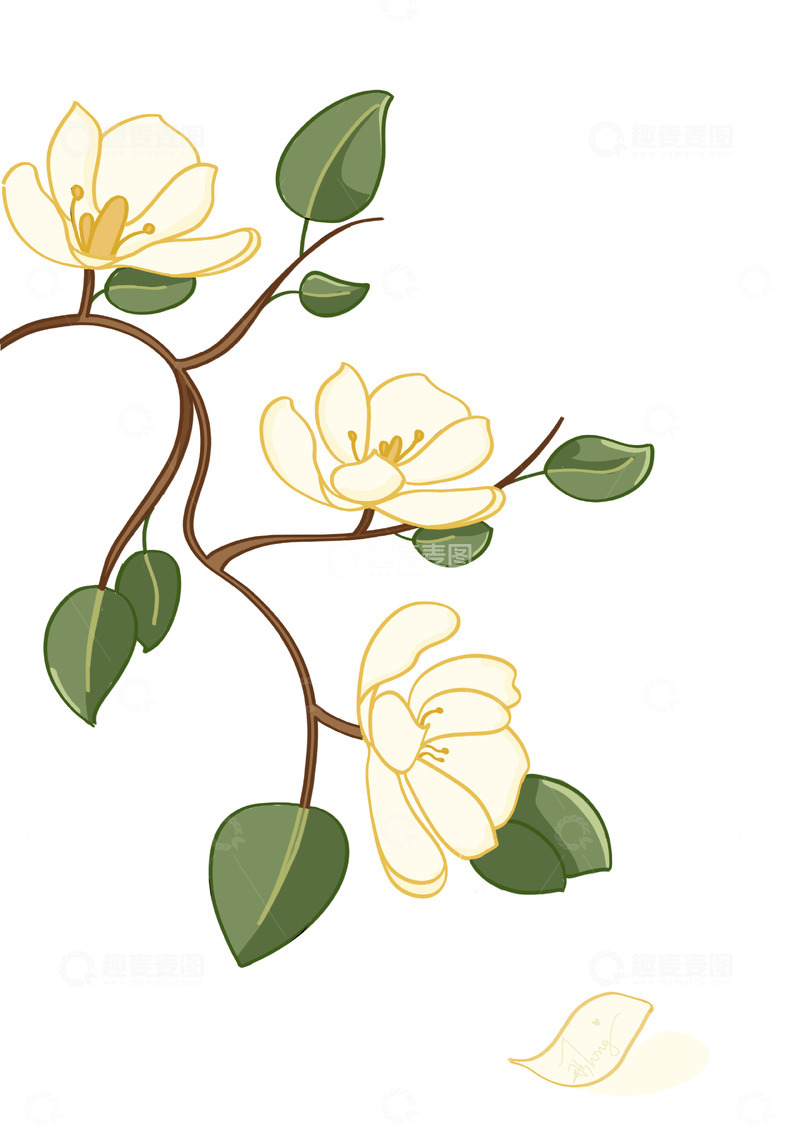 玉兰花朵枝桠素材