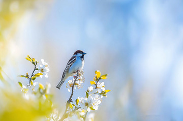 自然风景花鸟摄影
