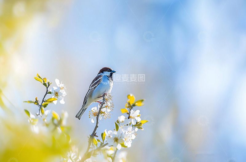 高清大图下载【趣麦麦图】自然风景花鸟摄影