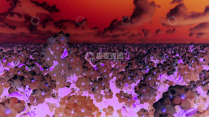 高清大图下载【趣麦麦图】清新洁白茉莉花背景