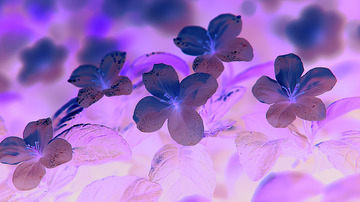 唯美茉莉花背景