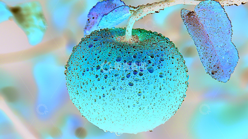 高清大图下载【趣麦麦图】早晨挂满露水的柿子