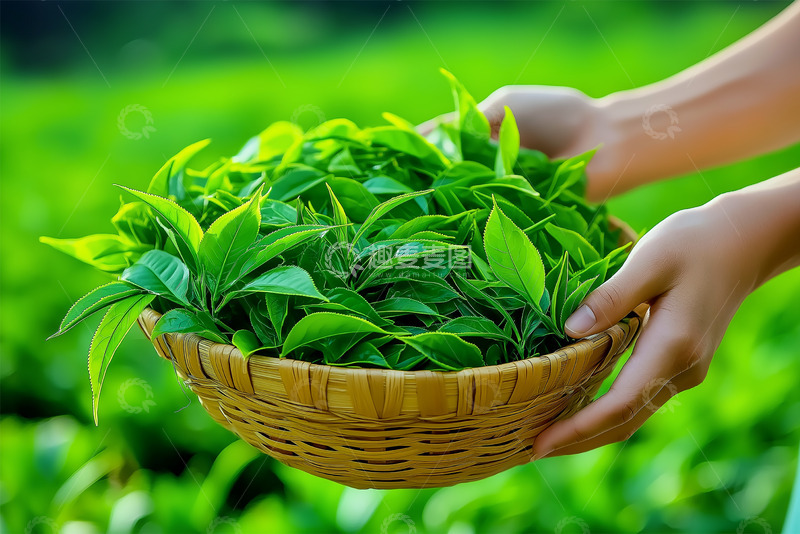 高清大图下载【趣麦麦图】手捧一筐茶叶摄影图