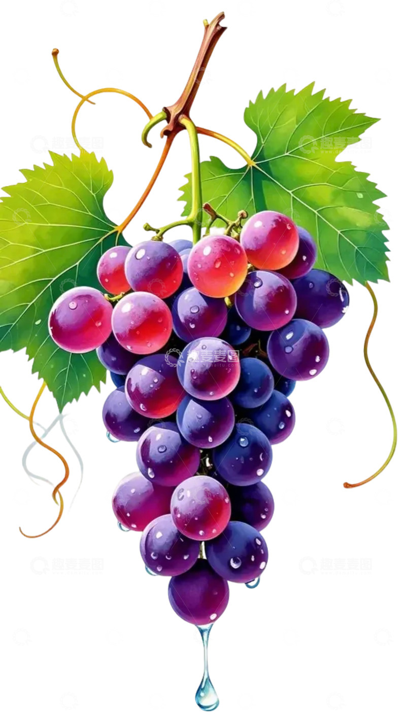 高清大图下载【趣麦麦图】葡萄 水果 插画
