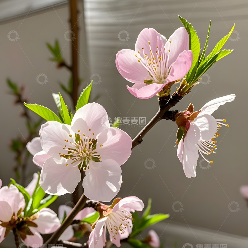 高清大图下载【趣麦麦图】春天摄影花朵花卉素材8