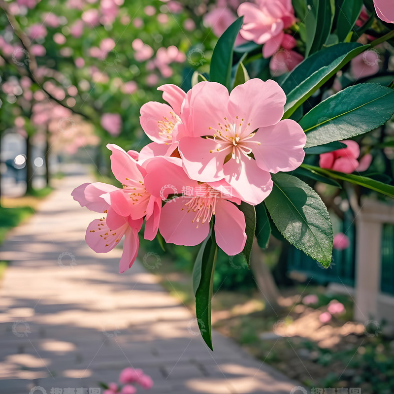高清大图下载【趣麦麦图】春天摄影花朵开花花卉素材5