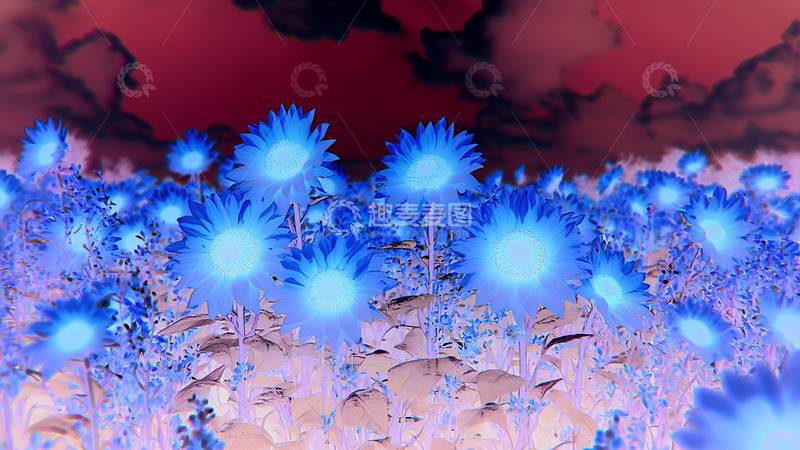 高清大图下载【趣麦麦图】唯美向日葵背景