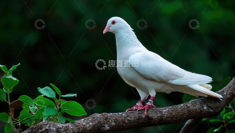 高清大图下载【趣麦麦图】树枝上静立的洁白无瑕的鸽子