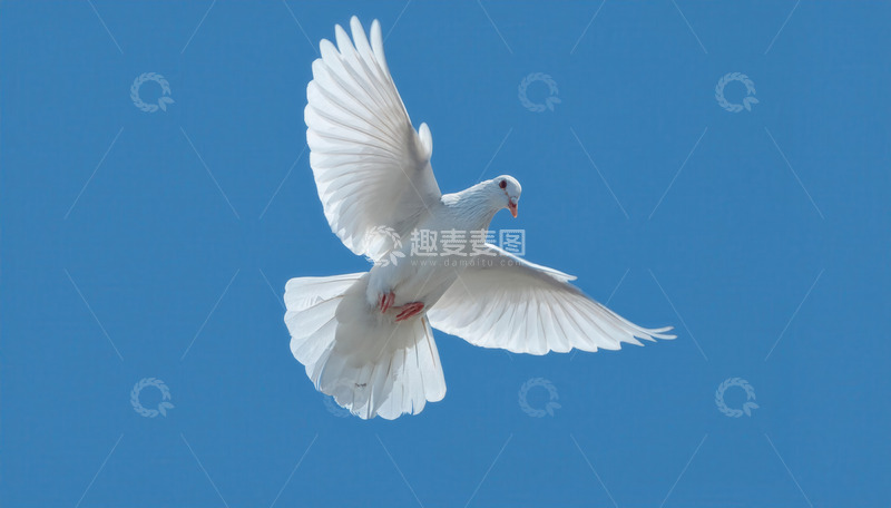高清大图下载【趣麦麦图】蓝天中展翅飞翔的洁白鸽子