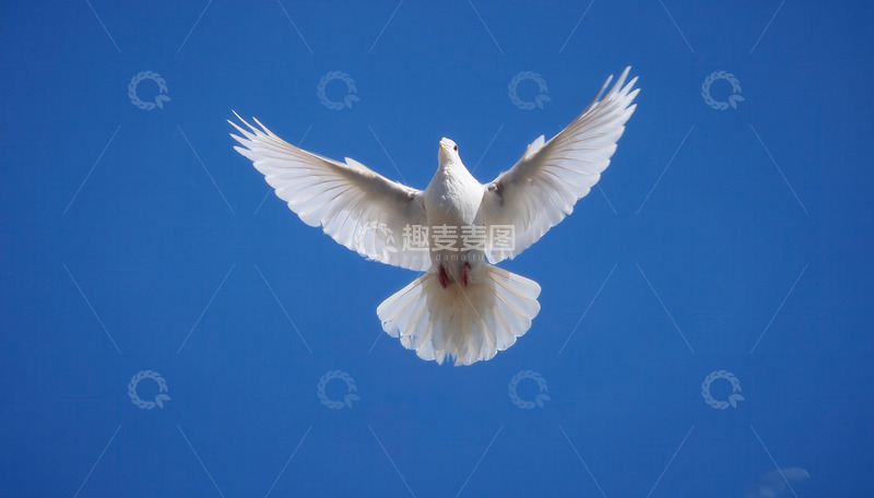 高清大图下载【趣麦麦图】蓝天中展翅翱翔的白色鸽子