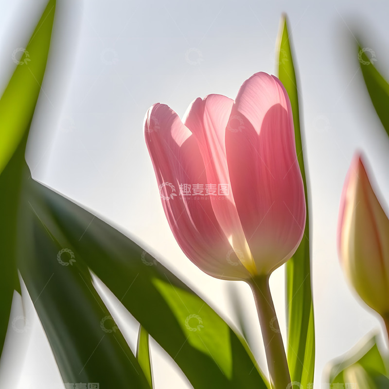 高清大图下载【趣麦麦图】春天摄影花朵开花花卉素材27