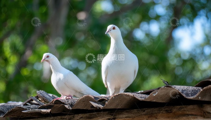 高清大图下载【趣麦麦图】屋顶上并肩站立的两只白鸽