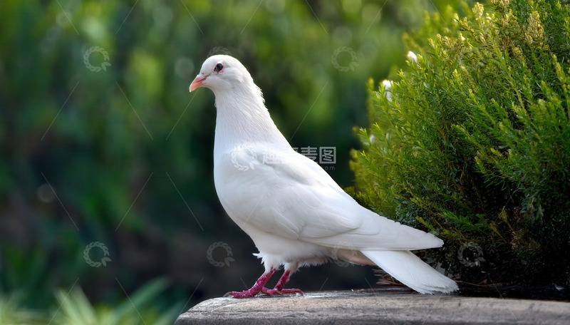 高清大图下载【趣麦麦图】绿植旁石台上静立的白色鸽子