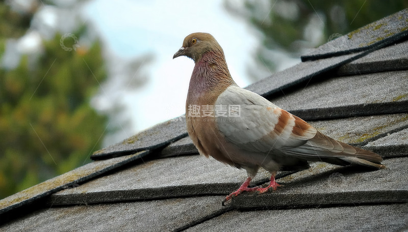 高清大图下载【趣麦麦图】屋顶上驻足的棕灰色斑纹鸽子