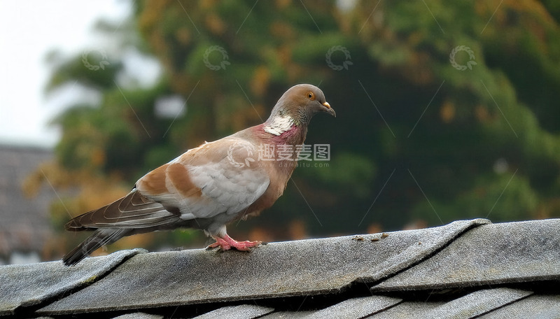 高清大图下载【趣麦麦图】灰瓦屋顶上站立的棕褐毛色鸽子