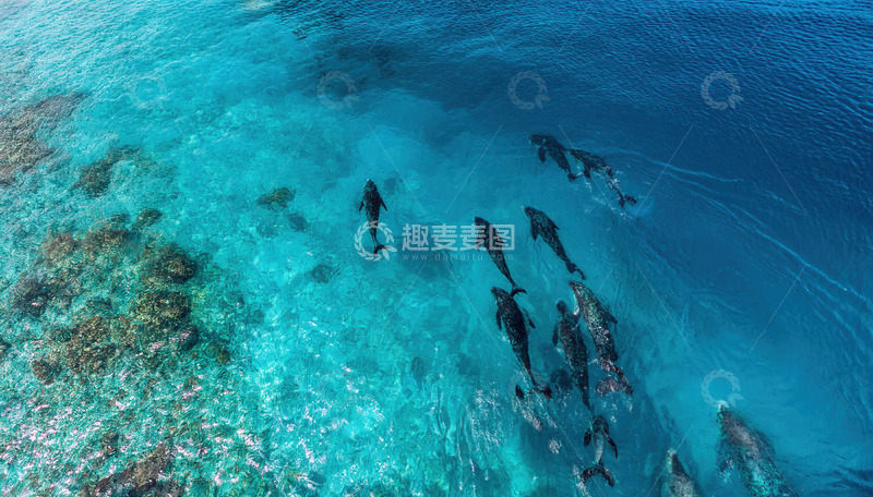 高清大图下载【趣麦麦图】清澈海水中成群畅游的灵动海豚
