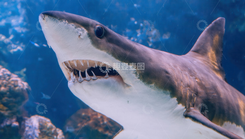 高清大图下载【趣麦麦图】水族馆内鲨鱼特写展现锋利牙齿