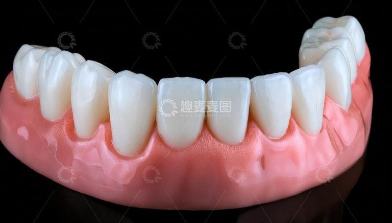 高清大图下载【趣麦麦图】口腔牙齿及牙龈解剖模型展示