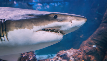 水族馆中特写的凶猛鲨鱼