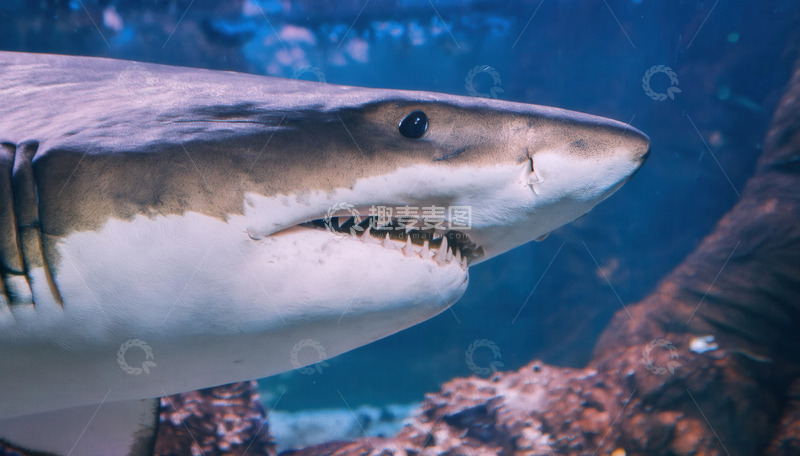 高清大图下载【趣麦麦图】水族馆中特写的凶猛鲨鱼
