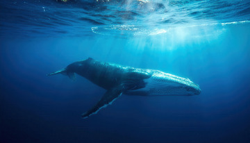 深海中光影下悠然游动的鲸鱼