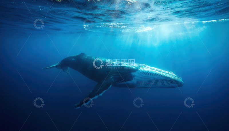 高清大图下载【趣麦麦图】深海中光影下悠然游动的鲸鱼