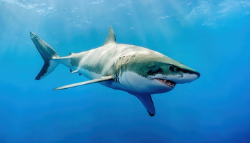 深海中霸气游动的大白鲨