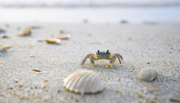 沙滩上小螃蟹与贝壳的静谧画面