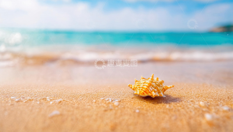 高清大图下载【趣麦麦图】沙滩上阳光下静立的美丽海螺