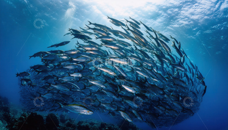 高清大图下载【趣麦麦图】海洋深处壮观的密集鱼群景象