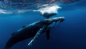 深海中两头鲸鱼相伴优雅游弋