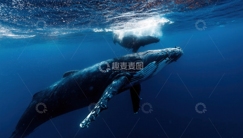 高清大图下载【趣麦麦图】深海中两头鲸鱼相伴优雅游弋