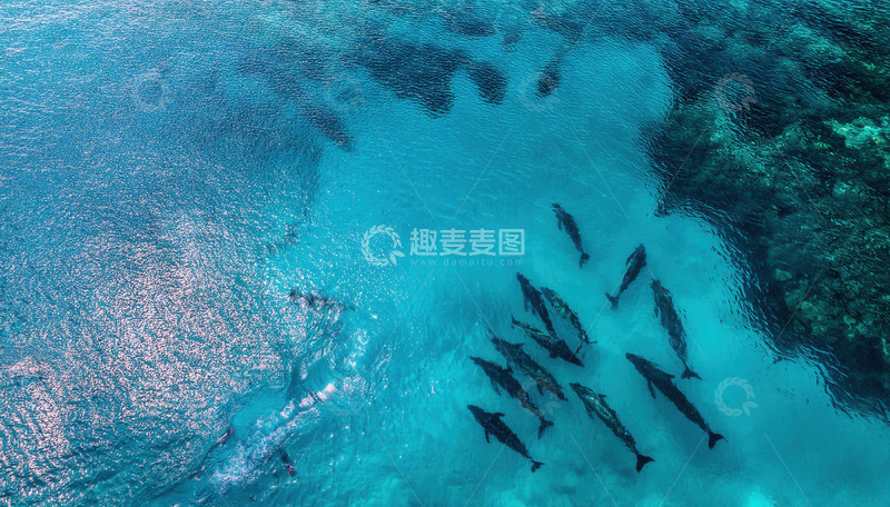 高清大图下载【趣麦麦图】碧海之上俯瞰成群游动的海豚