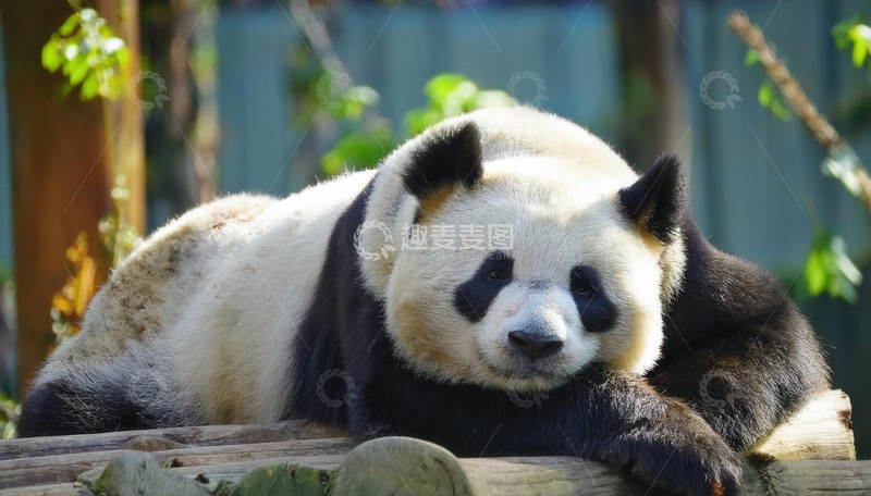 高清大图下载【趣麦麦图】大熊猫慵懒趴木，尽显憨态萌样