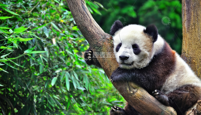 高清大图下载【趣麦麦图】熊猫抱树休憩，模样憨态十足