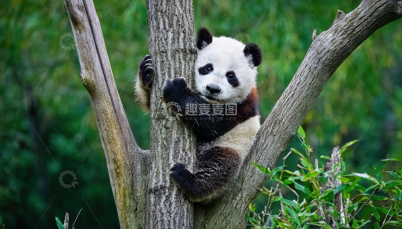 高清大图下载【趣麦麦图】熊猫宝宝抱树，模样萌态十足