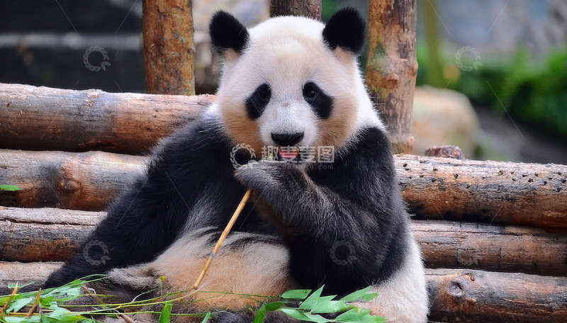 高清大图下载【趣麦麦图】大熊猫坐木堆，专注啃食竹子