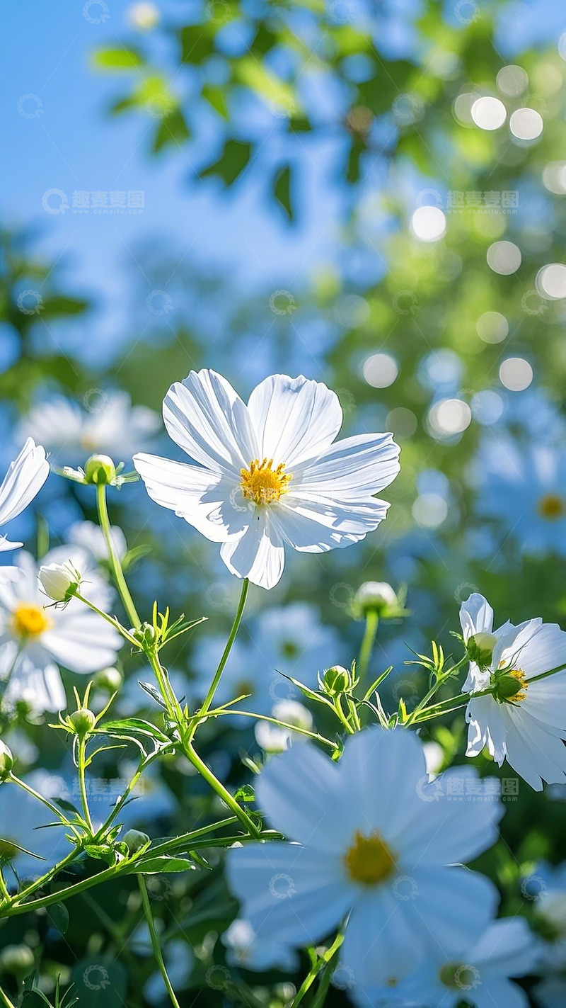 高清大图下载【趣麦麦图】白色花朵特写素材2