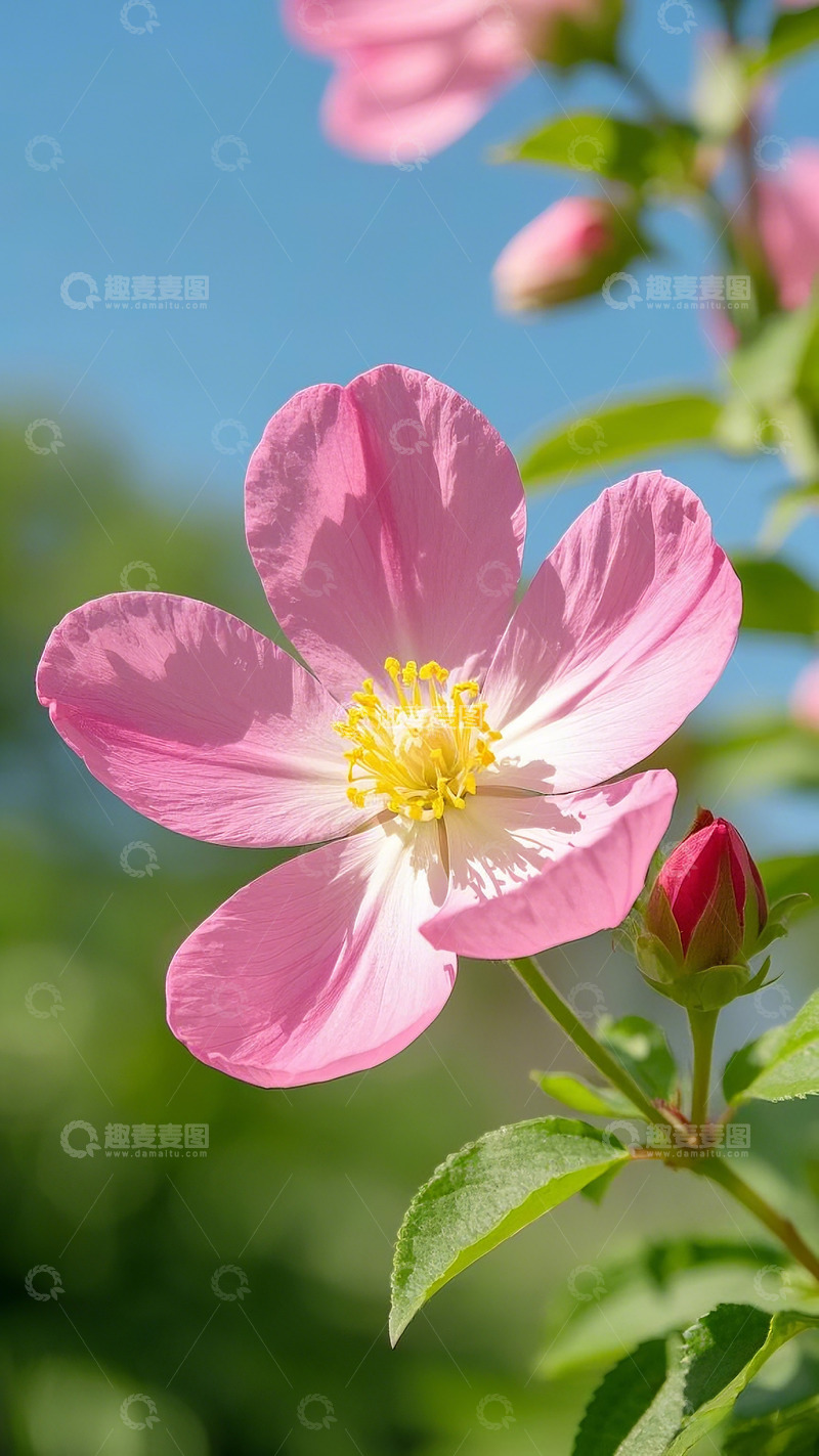 高清大图下载【趣麦麦图】粉色花朵特写素材