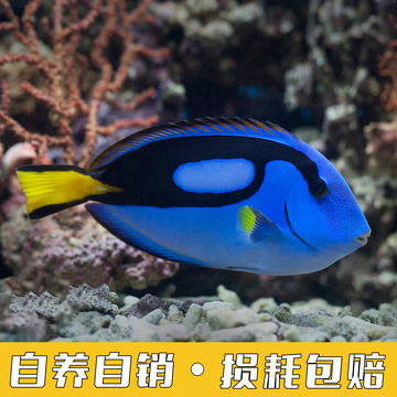 海洋鱼类蓝吊鱼缸主图